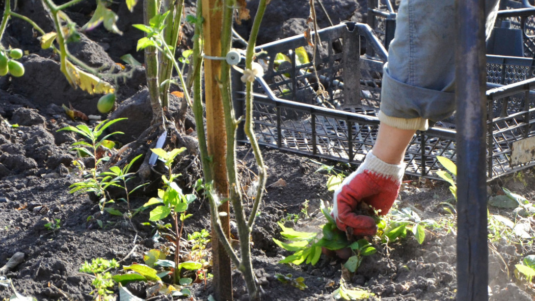 wyrywanie sadzonek pomidorów jesienią i oczyszczanie gleby