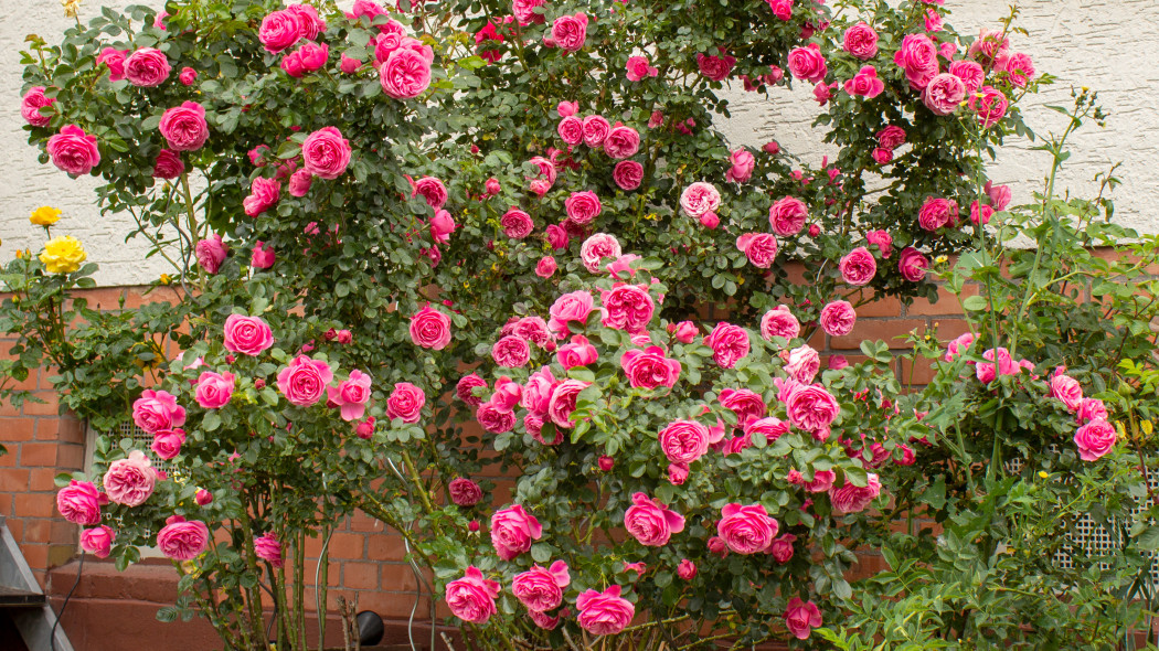 Róża stulistna (Rosa centifolia) nazywana prowansalską lub centyfolią