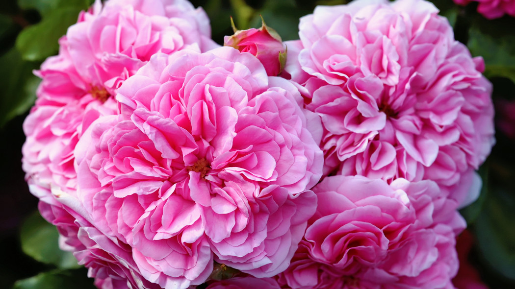 Róża stulistna (Rosa centifolia) nazywana prowansalską lub centyfolią