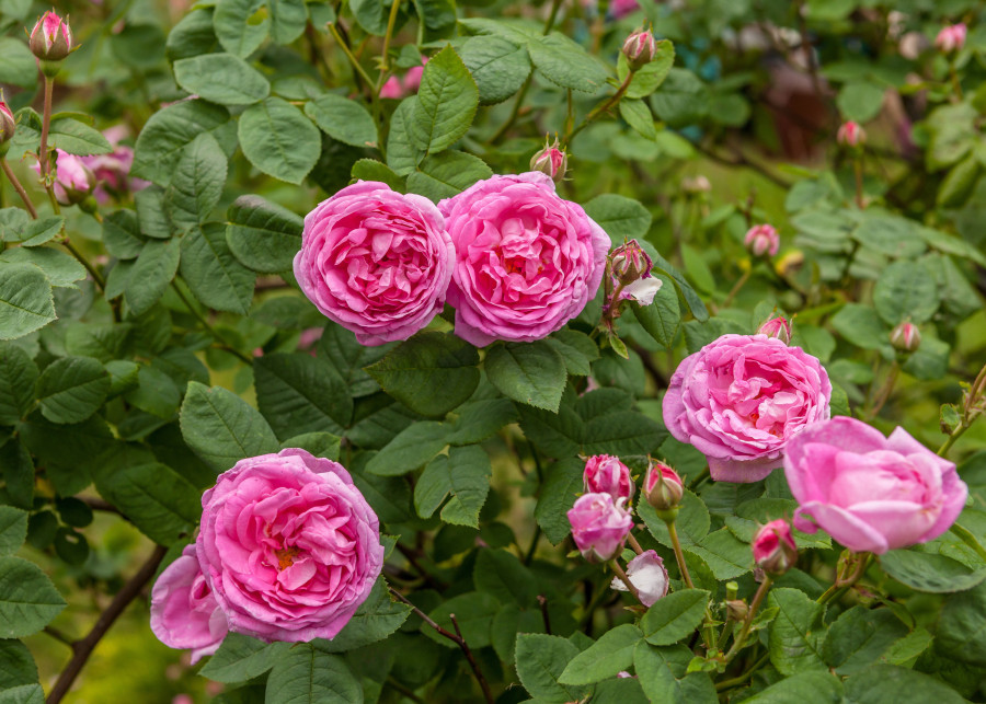 Róża stulistna (Rosa centifolia) nazywana prowansalską lub centyfolią