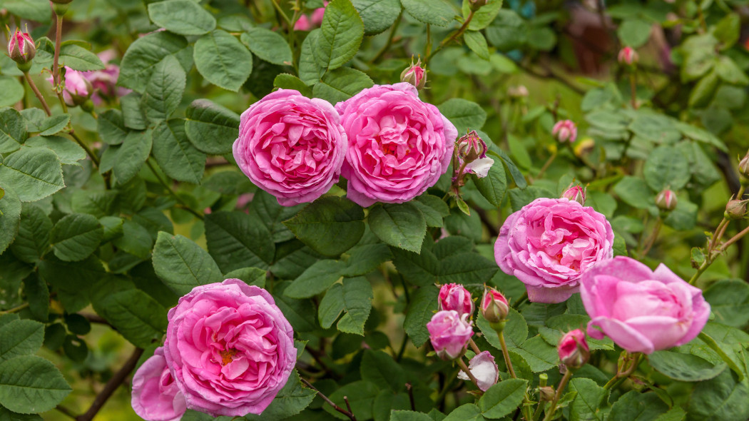 Róża stulistna (Rosa centifolia) nazywana prowansalską lub centyfolią