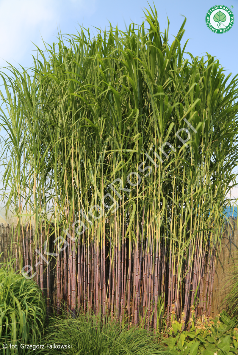 Kilkumetrowy miskant lutarioriparius (Miscanthus lutarioriparius) w ogrodzie latem