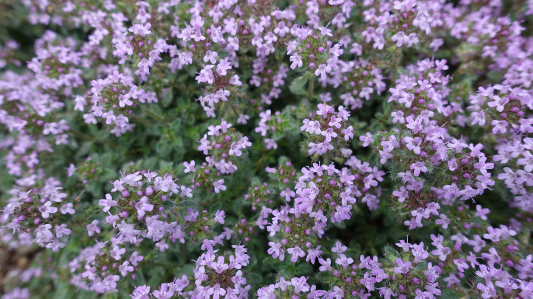 Macierzanka wczesna (Thymus praecox)