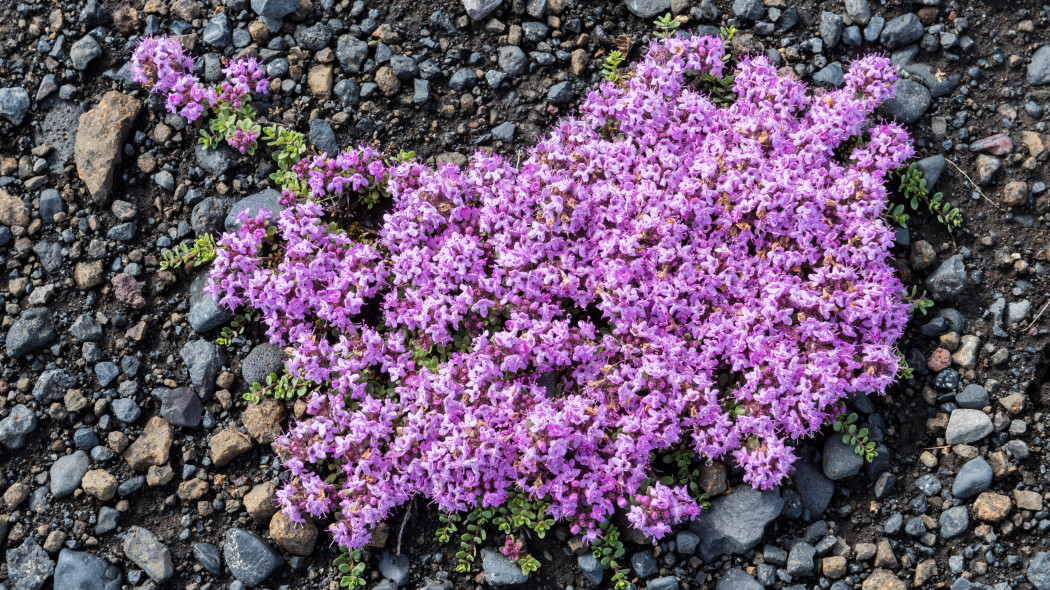 Macierzanka wczesna (Thymus praecox)