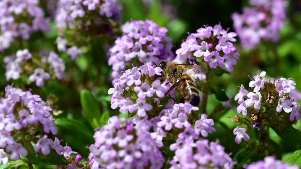 Macierzanka wczesna (Thymus praecox)