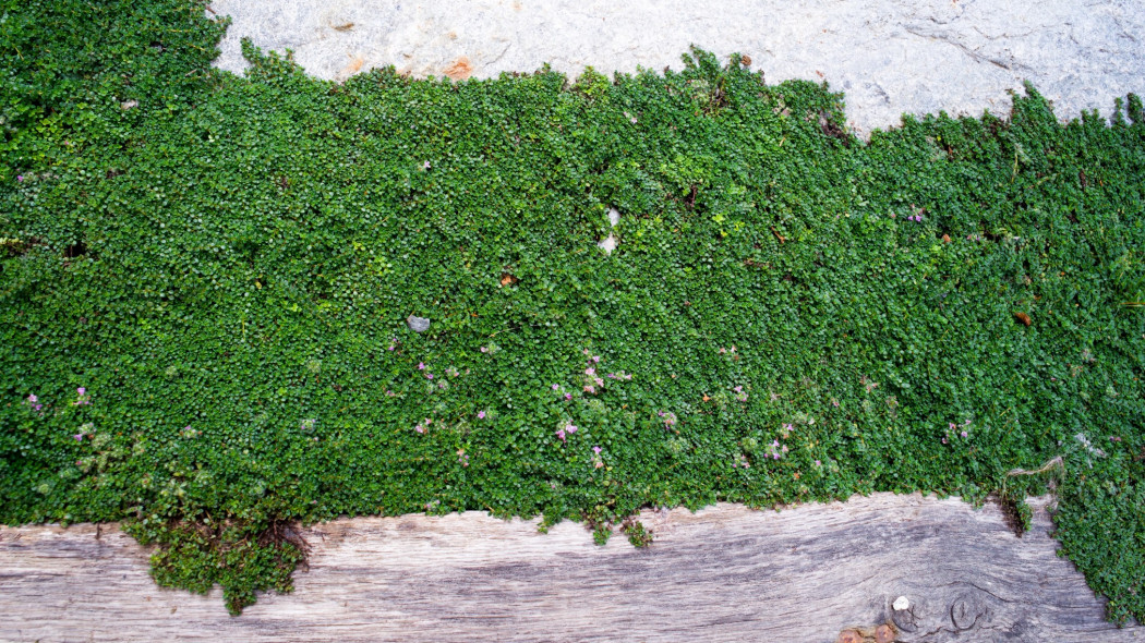 Macierzanka wczesna (Thymus praecox)