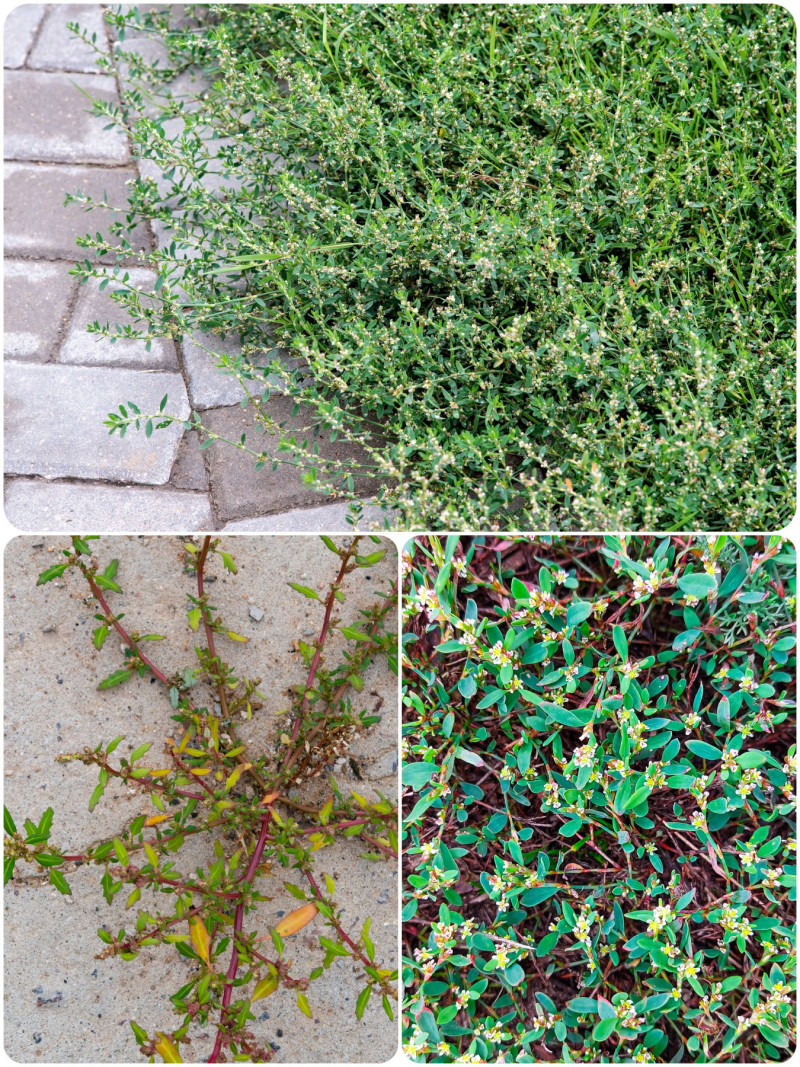 Rdest ptasi (łac. Polygonum aviculare)