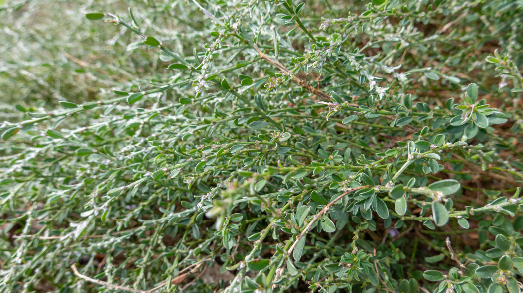 Rdest ptasi (łac. Polygonum aviculare)