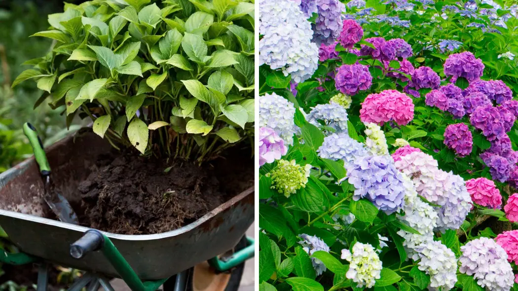 Hortensja hydrangea z bujnymi kwiatostanami w letnie miesiące