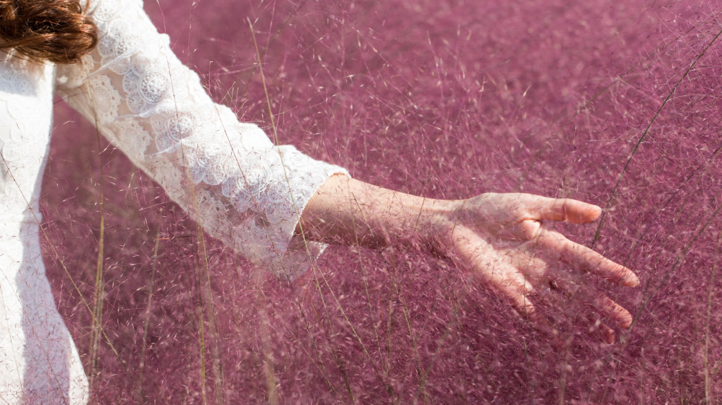 przyostnia włosowata  (Muhlenbergia capillaris) - trawa jak różowa wata cukrowa w ogrodzie