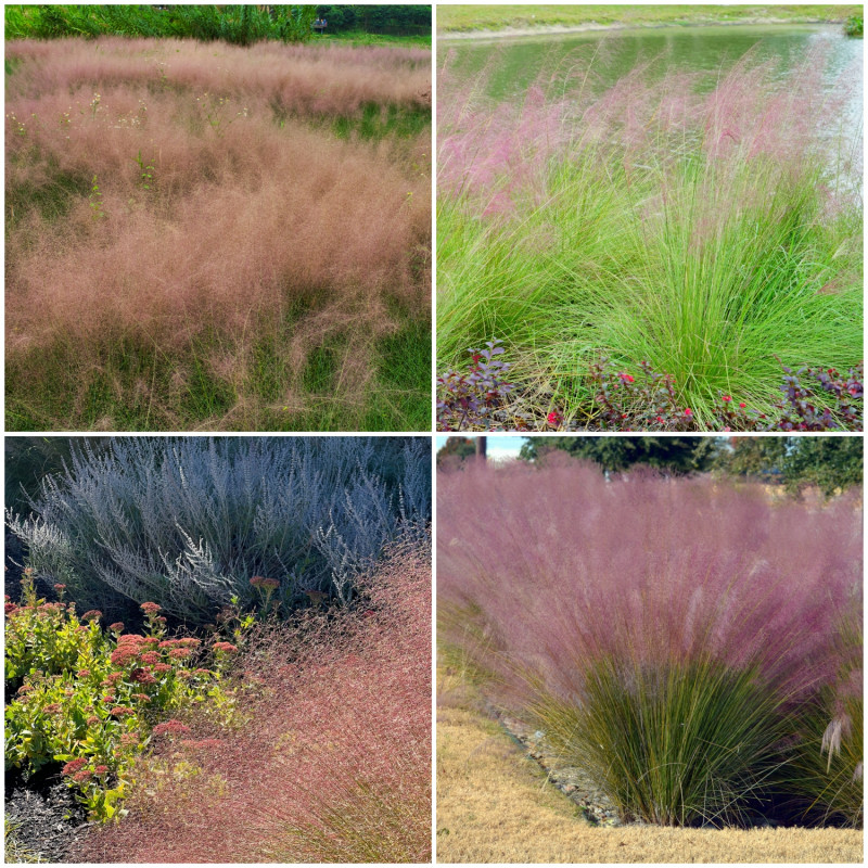 przyostnia włosowata (Muhlenbergia capillaris)  - sposoby zastosowania w ogrodach