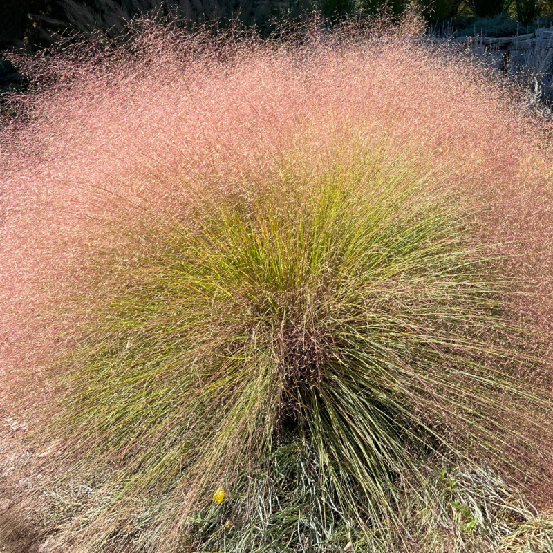 przyostnia włosowata (Muhlenbergia capillaris) trawa wyglądająca jak różowa wata cukrowa