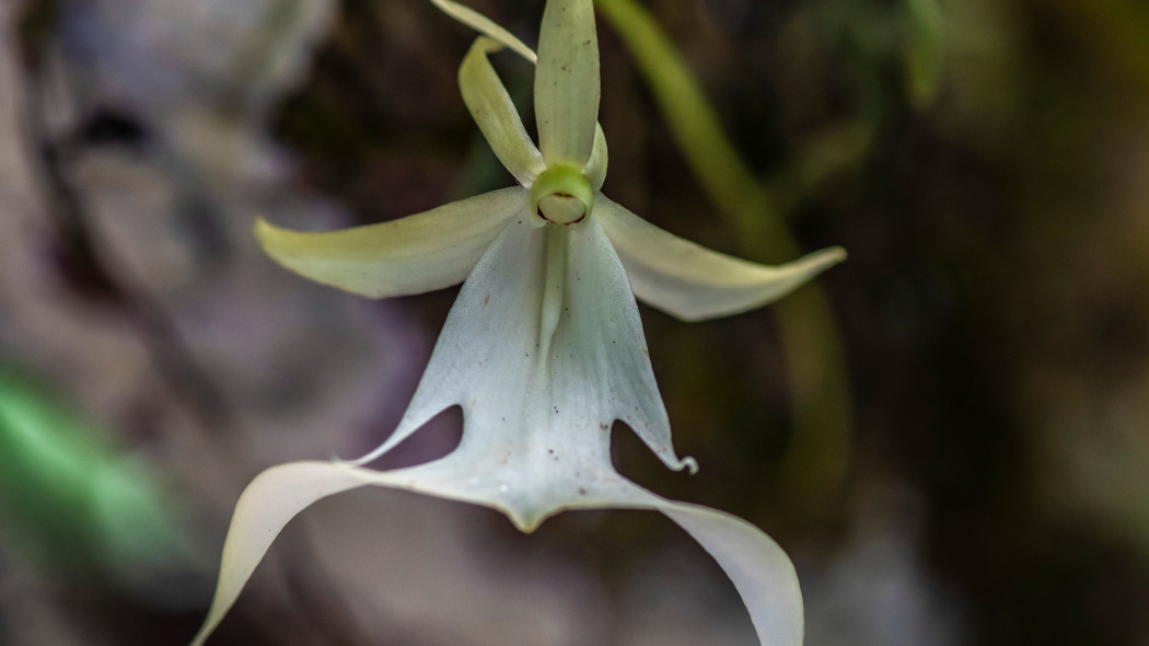 Dendrophylax lindenii, znany także jako storczyk duch