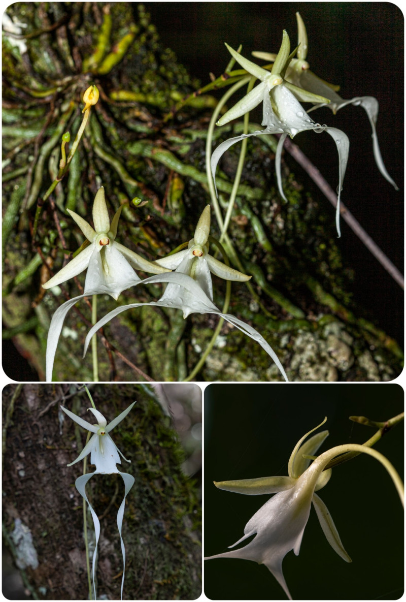 Storczyk duch (Dendrophylax lindenii)