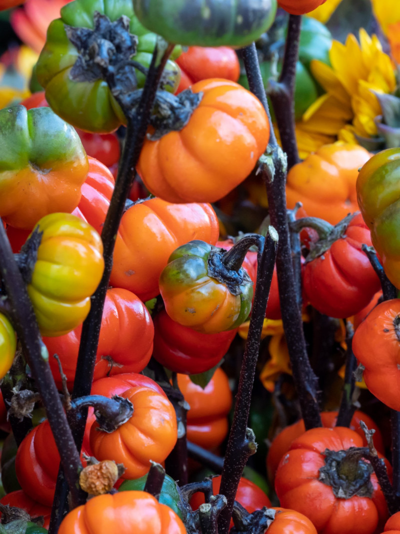 Dynio-pomidorki, bakłażan etiopski (Solanum aethiopicum)