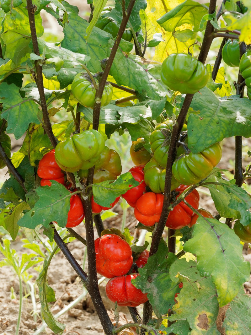 Dynio-pomidorki, bakłażan etiopski (Solanum aethiopicum)