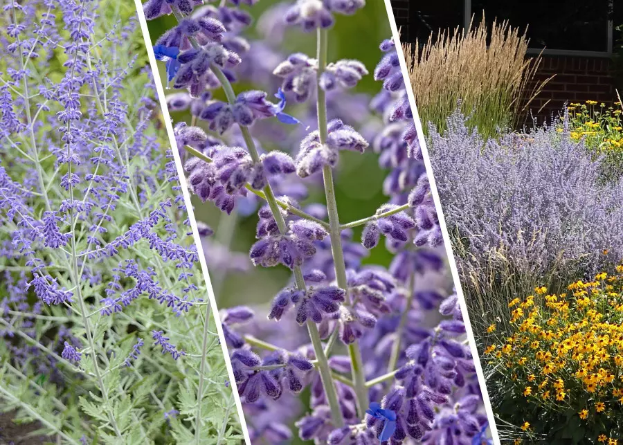 Perowskia łobodolistna (łac. Perovskia atriplicifolia), często określana jako rosyjska lawenda lub szałwia rosyjska