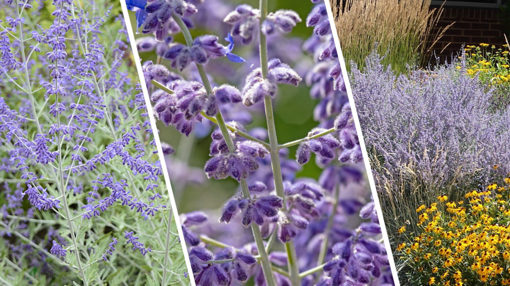 Perowskia łobodolistna (łac. Perovskia atriplicifolia), często określana jako rosyjska lawenda lub szałwia rosyjska