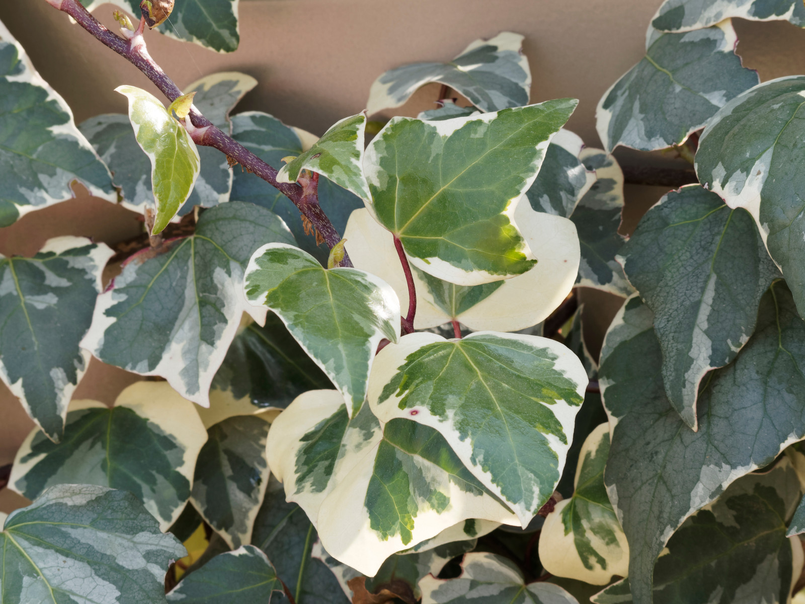 hedera sorten Hedera helix 'Crispy' | Efeu