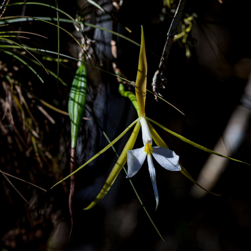 Storczyk, Epidendrum nocturnum