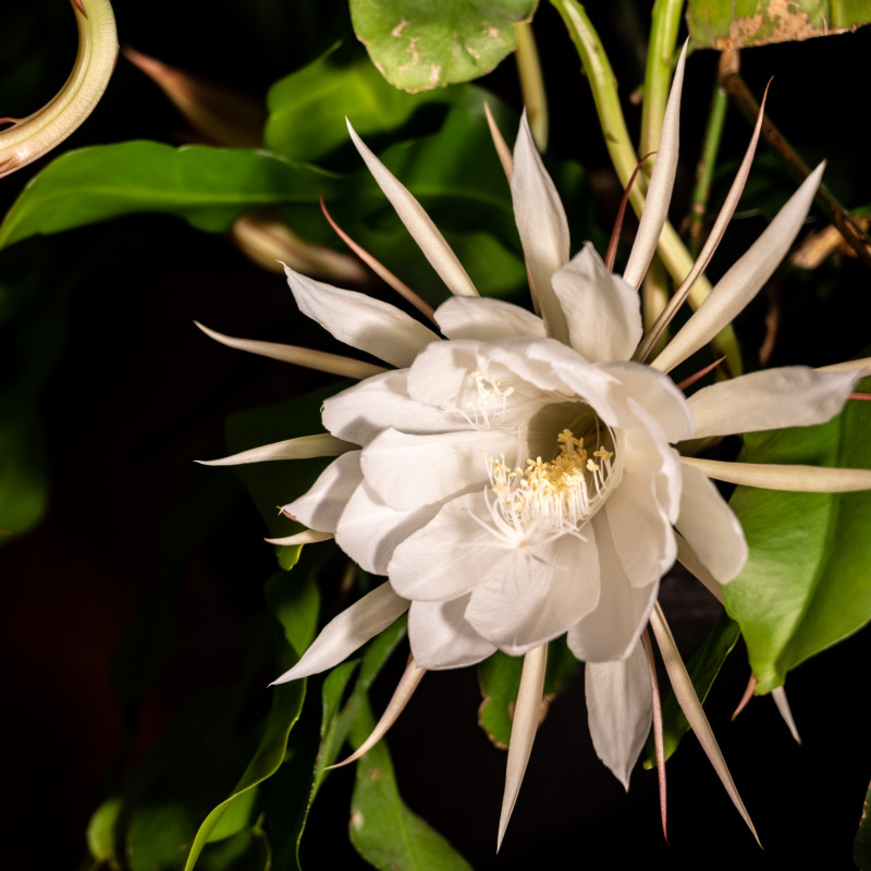 Królowa Jednej Nocy, Epiphyllum oxypetalum