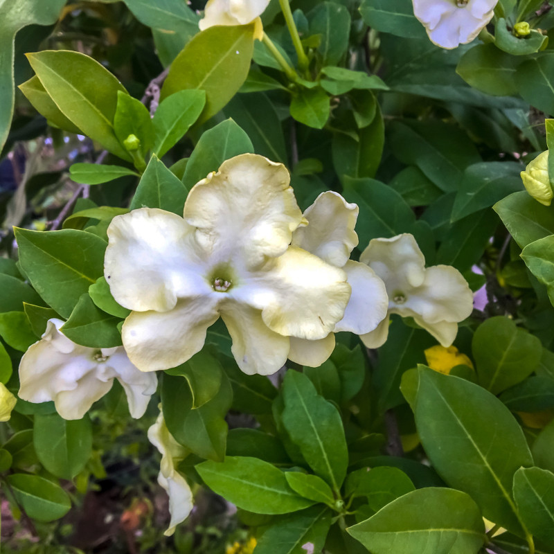 Dama Nocy, Brunfelsia americana