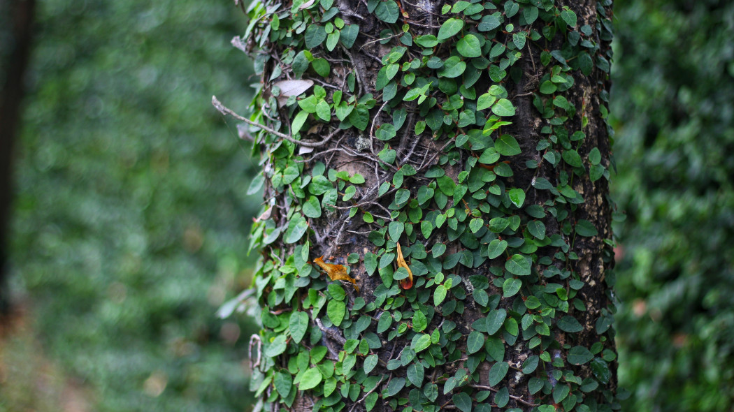 Figowiec pnący (Ficus pumila)