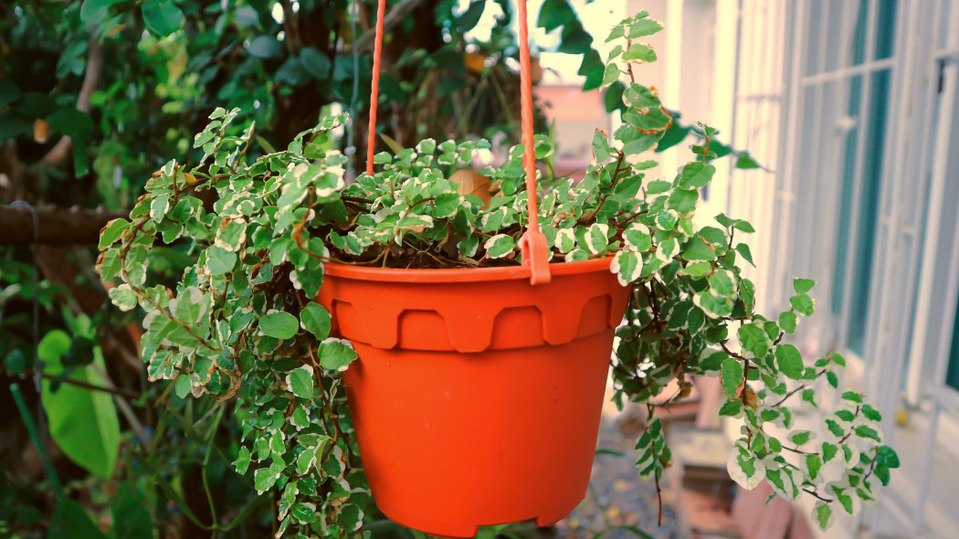 Figowiec pnący (Ficus pumila)