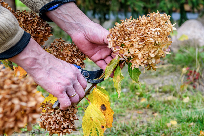 Obcinanie brązowych kwiatów hortensji