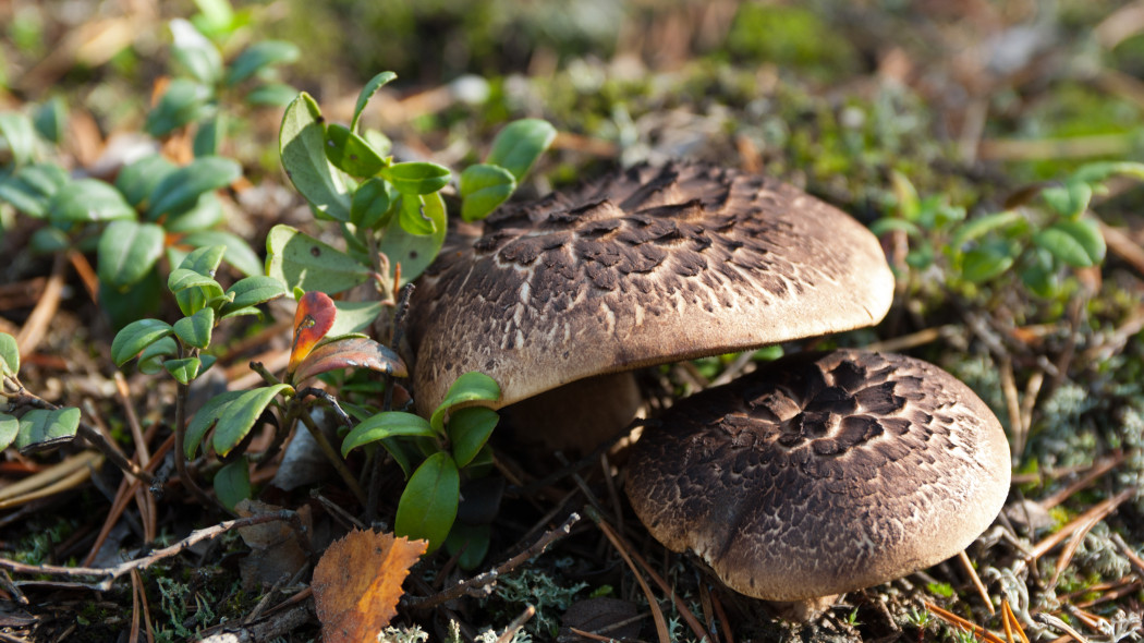 Sarniak świerkowy, dachówkowaty (łac. Sarcodon imbricatus)