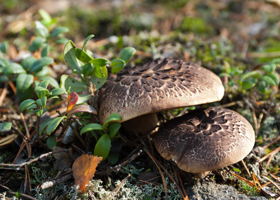 Sarniak świerkowy, dachówkowaty (łac. Sarcodon imbricatus)