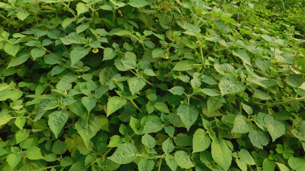 Miechunka pomidorowa (Physalis ixocarpa)