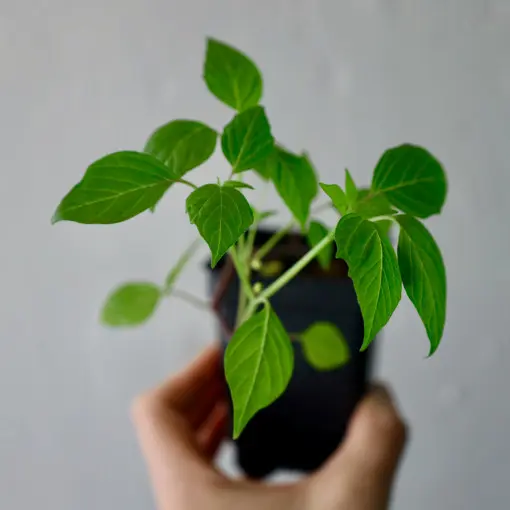 Miechunka pomidorowa