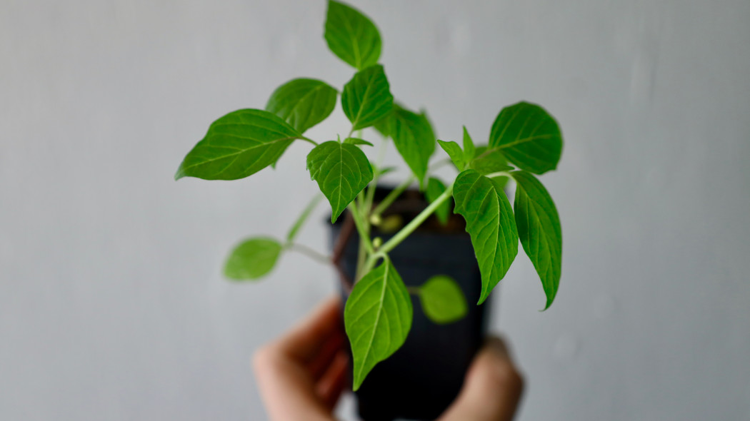 Miechunka pomidorowa (Physalis ixocarpa)