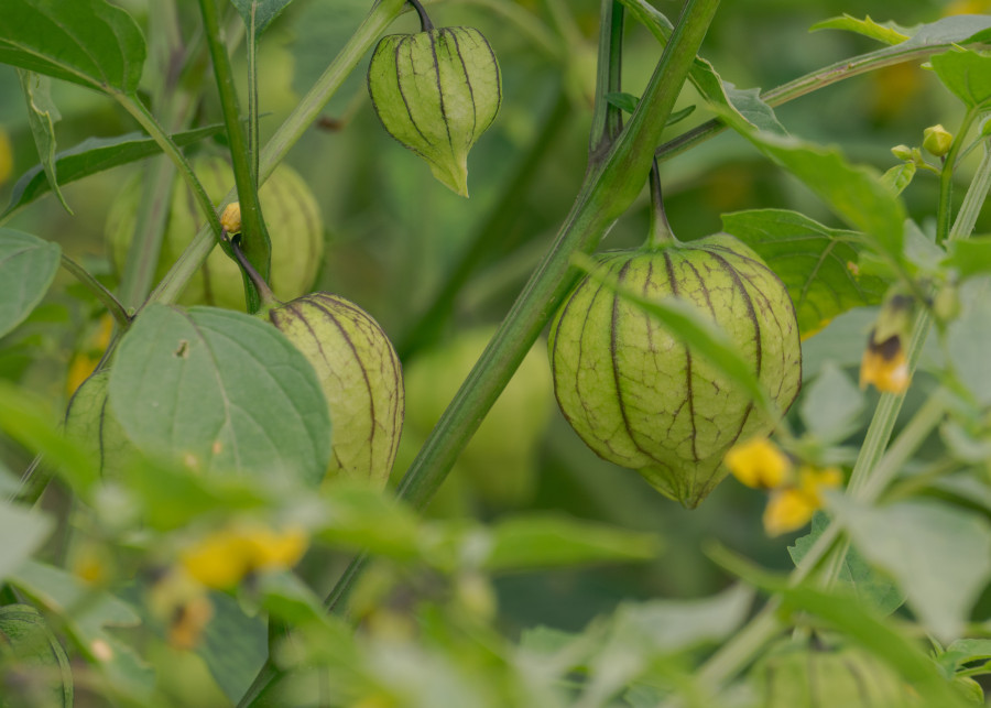 Miechunka pomidorowa (Physalis ixocarpa)