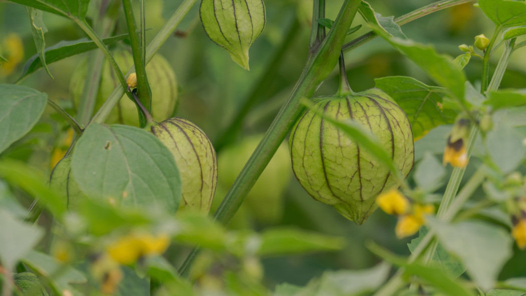 Miechunka pomidorowa (Physalis ixocarpa)