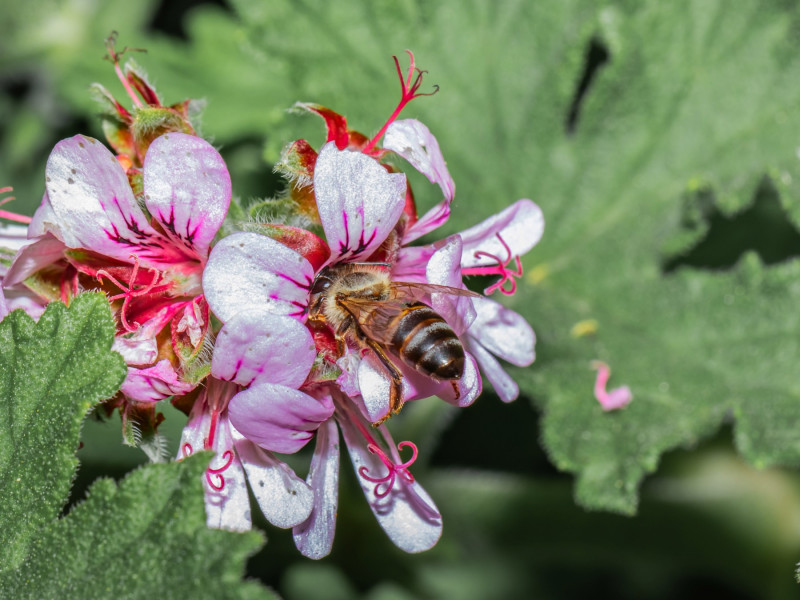 Pszczoła na kwiatach pelargonii pachnącej