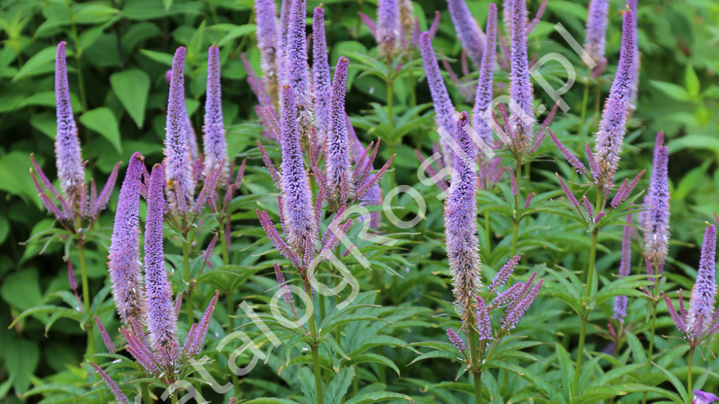 kwitnący na fioletowo przetacznikowiec wirginijski Veronicastrum virginicum Red Arrows Fot. Grzegorz Falkowski ZSzP