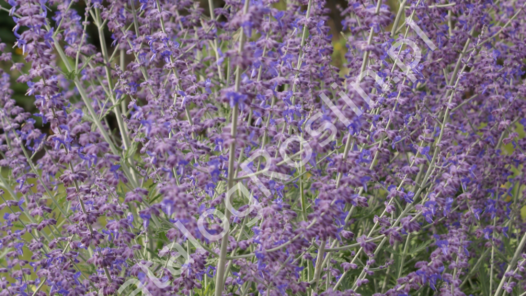 kwitnąca na fioletowo perowskia łobodolistna Perovskia atriplicifolia Blue Spire Fot. Grzegorz Falkowski