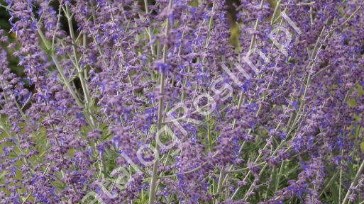 Perowskia łobodolistna ‘Blue Spire’