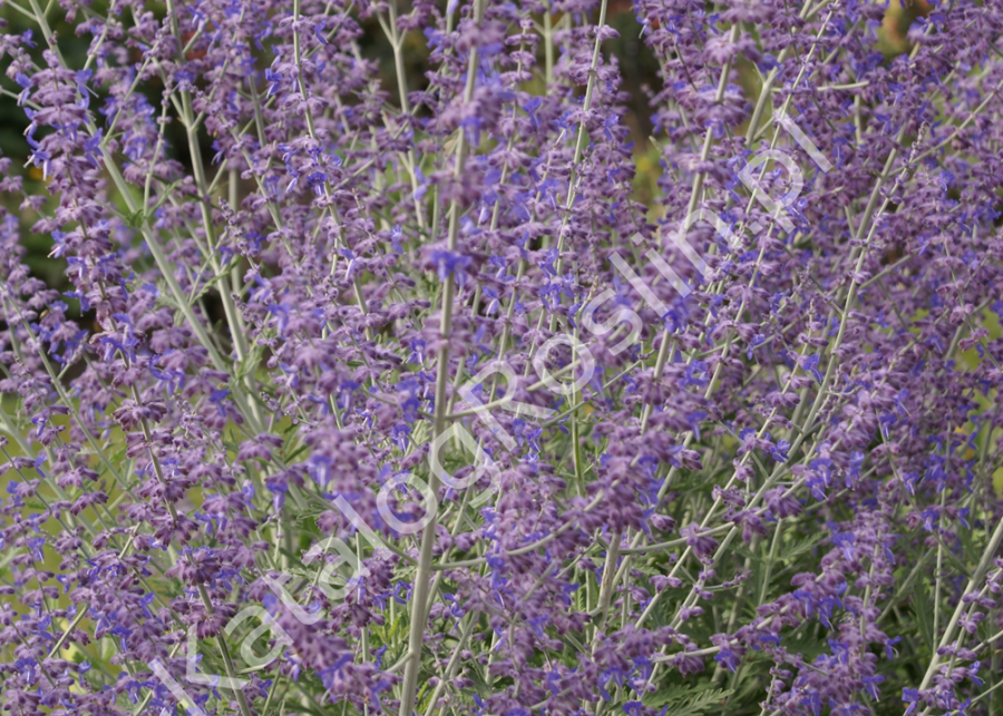 kwitnąca na fioletowo perowskia łobodolistna Perovskia atriplicifolia Blue Spire Fot. Grzegorz Falkowski