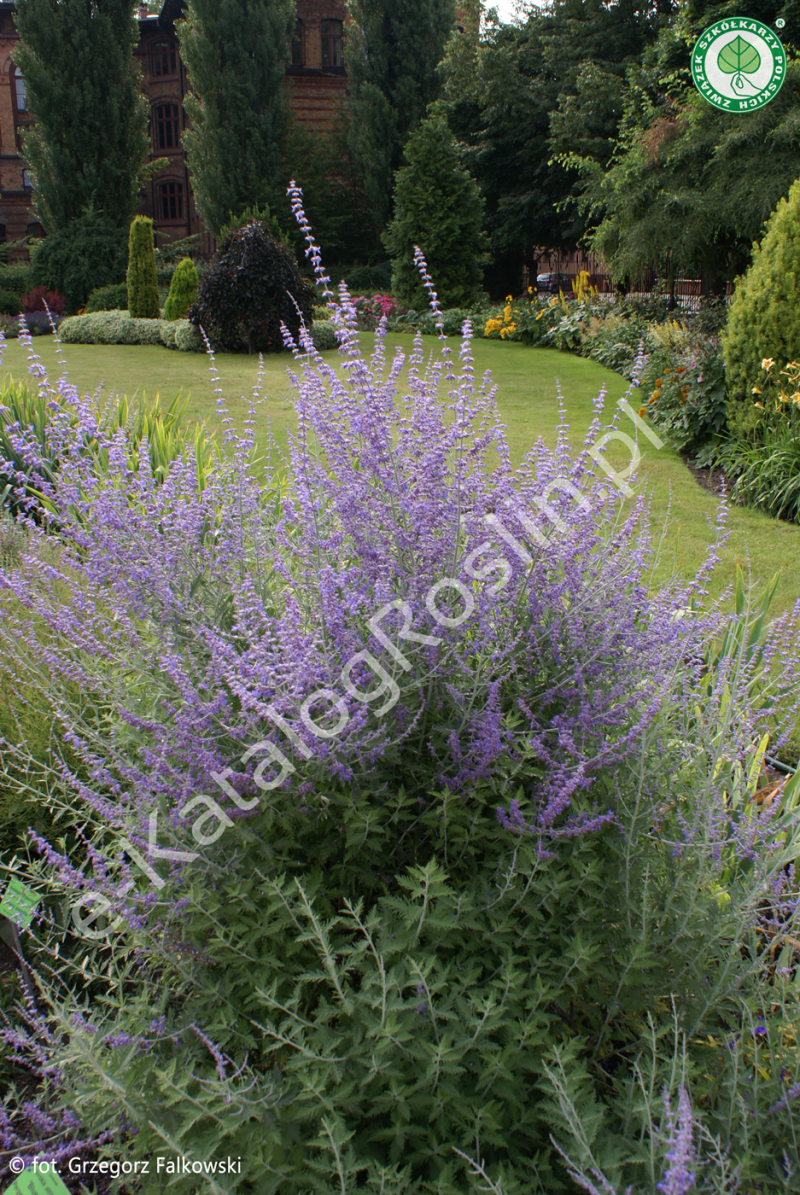 kwitnąca na fioletowo w ogrodzie perowskia lobodolistna Perovskia atriplicifolia Blue Spire