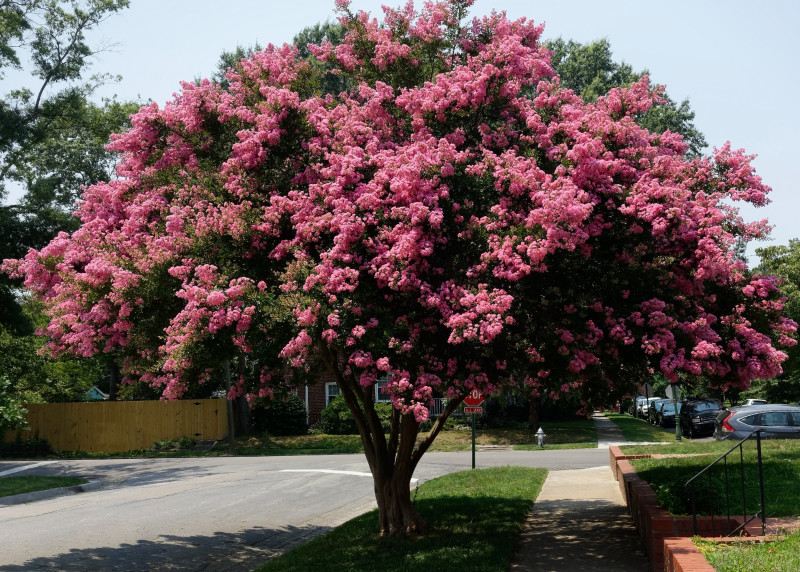 Kwitnąca lagerstroemia