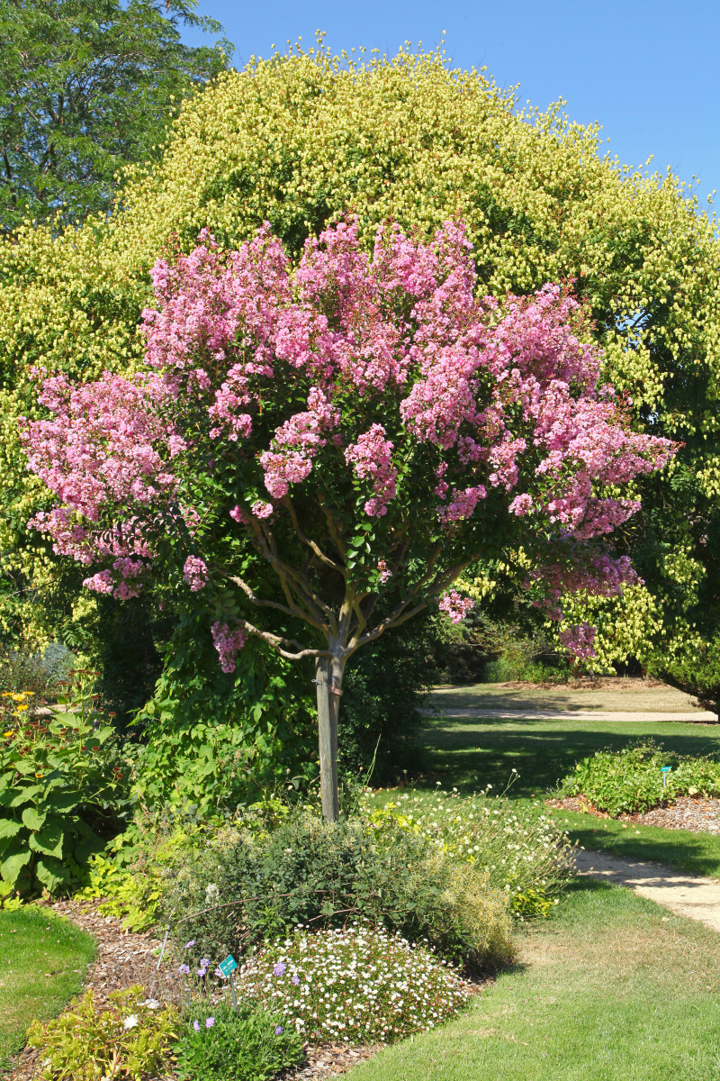 Najdłużej kwitnący krzew świata Lagerstroemia indica