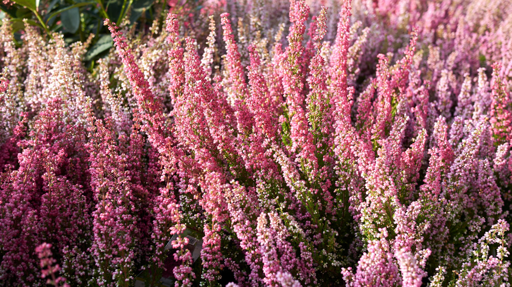 Wrzosiec delikatny, Erica gracilis