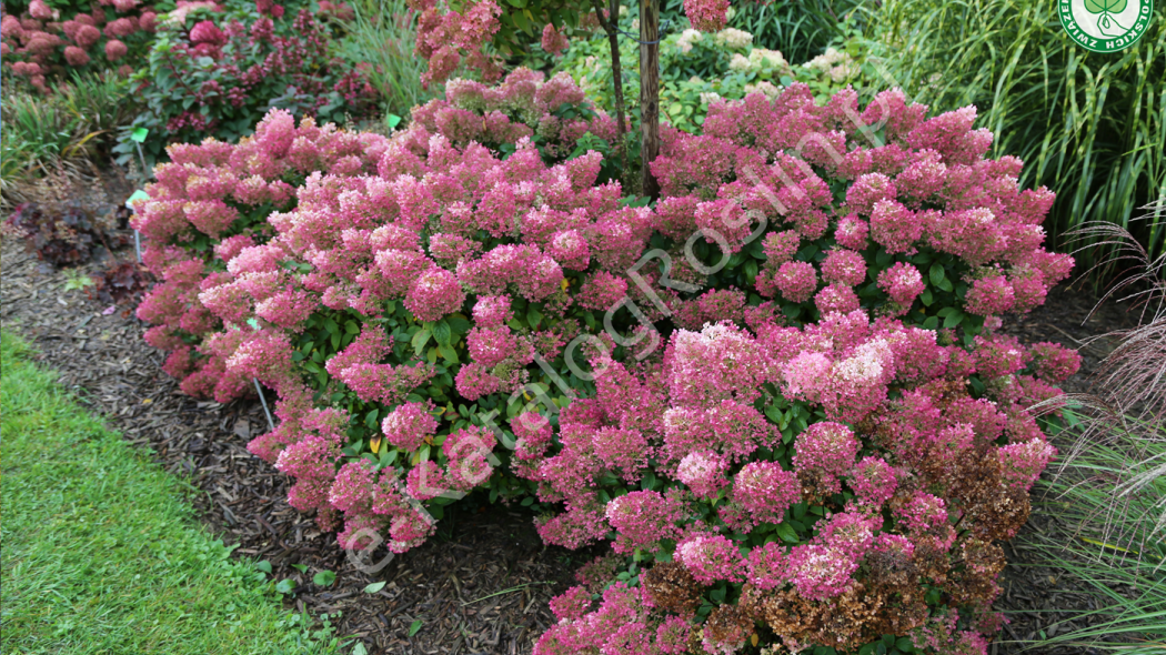 hortensja bukietowa Hydrangea paniculata BOBO Ilvobo w ogrodzie