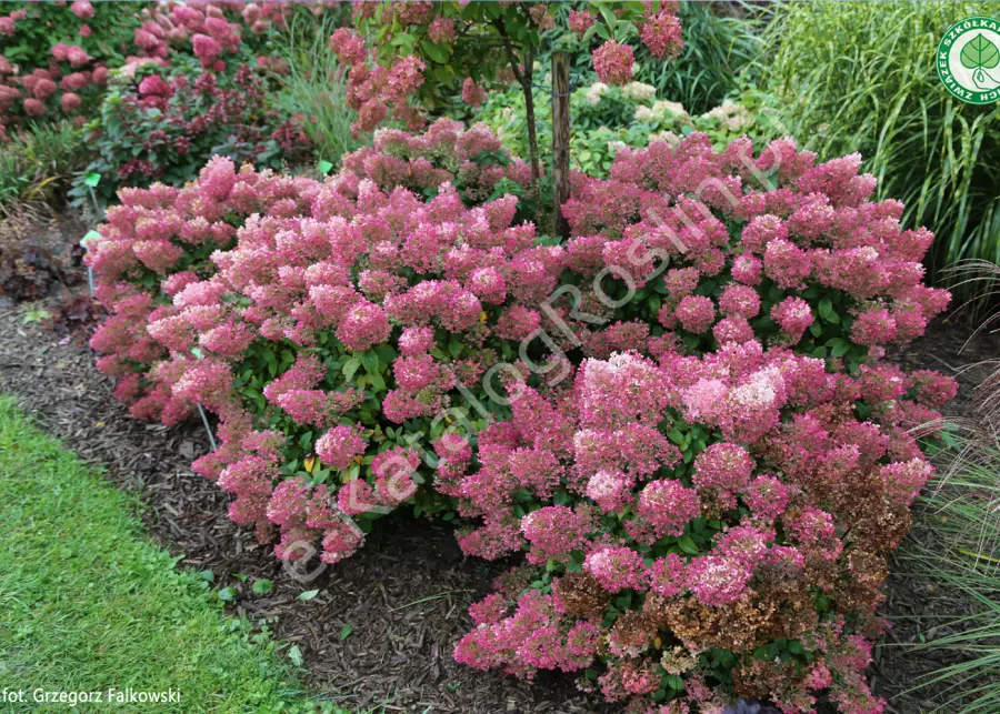 hortensja bukietowa Hydrangea paniculata BOBO Ilvobo w ogrodzie