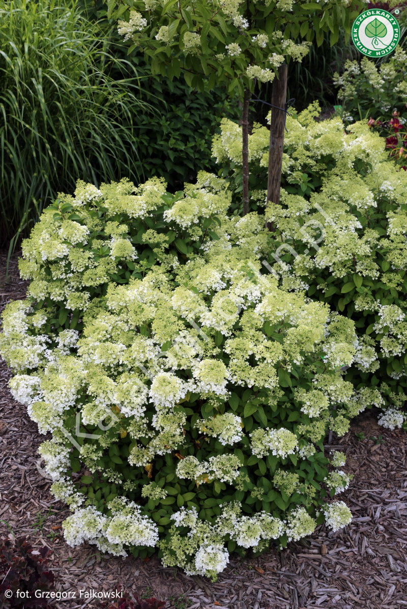 hortensja bukietowa Hydrangea paniculata BOBO Ilvobo