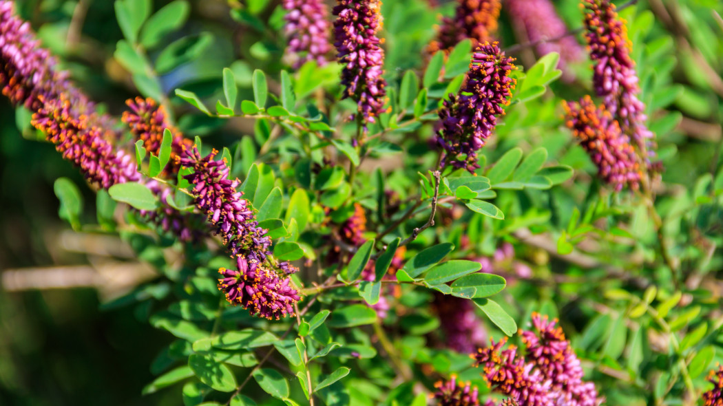 Indygowiec zwyczajny (łac. Amorpha fruticosa)