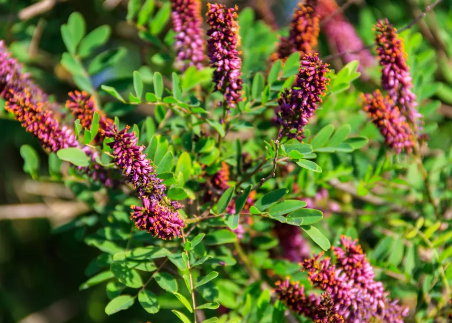 Indygowiec zwyczajny (łac. Amorpha fruticosa)